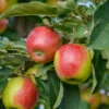 Säulenapfel `Suncats´ Malus Domestica -Obstbaumes Geschaft SuncatsC9f4UxTdKcoMA