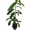 Veredelte Indianerbanane `Sunflower´ Asimina Triloba `Sunflower´ -Obstbaumes Geschaft Sunflower