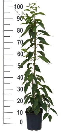 Bayernkiwi 3er-Set Mit Großfrüchtigen Sorten Actinidia Arguta 7 Bayernkiwi 3er-Set Mit Großfrüchtigen Sorten Actinidia Arguta -Obstbaumes Geschaft Super Jumbo weissFvoRaFC425vl0