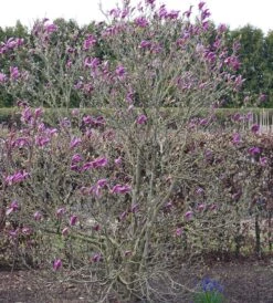 Purpur-Magnolie `Susan´ Magnolia Liliiflora `Susan´ 8 Purpur-Magnolie `Susan´ Magnolia Liliiflora `Susan´ -Obstbaumes Geschaft Susan Bl tezeit