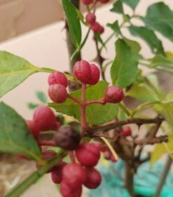 Szechuan Pfeffer Zanthoxylum Simulans -Obstbaumes Geschaft Szechuan Pfeffer