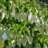 Taschentuchbaum / Taubenbaum Davidia Involucrata Vilmoriniana -Obstbaumes Geschaft Taschentuchbaum