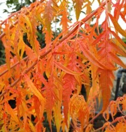 Essigbaum `Tiger Eyes´ Rhus Typhina `Tiger Eyes´ -Obstbaumes Geschaft Tiger Eyes Rhus