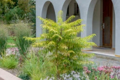 Essigbaum `Tiger Eyes´ Rhus Typhina `Tiger Eyes´