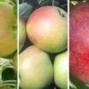 Drei-Sorten-Apfelbaum (Finkenwerder Prinz, James Grieve, Roter Boskoop) Malus Domestica -Obstbaumes Geschaft Trio APfel Finkenwerder James Grieve Roter Boskoop