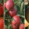 Halbstamm Drei-Sorten Apfelbaum (Gala, Elstar, Jonagold, Cox Orange) Malus Domestica -Obstbaumes Geschaft Trio Apfel Gala Elstar und Cox