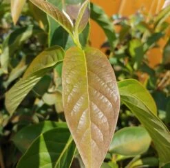 Schwarzer Tupelobaum Nyssa Sylvatica -Obstbaumes Geschaft Tupelobaum Blatt