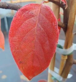 Schwarzer Tupelobaum Nyssa Sylvatica -Obstbaumes Geschaft Tupelobaum herbstf rbung 1