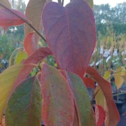 Schwarzer Tupelobaum Nyssa Sylvatica -Obstbaumes Geschaft Tupelobaum herbstf rbung