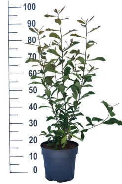 Schwarzer Tupelobaum Nyssa Sylvatica -Obstbaumes Geschaft Tupelobaum weiss
