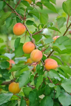Ungarische Beste Prunus Armeniaca `Ungarische Beste´ -Obstbaumes Geschaft Ungarische