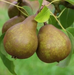 Uta Pyrus Communis `Uta´ -Obstbaumes Geschaft Uta