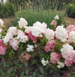 Rispenhortensie `Vanille-Fraise´ Hydrangea Paniculata `Vanille Fraise´ -Obstbaumes Geschaft Vanille Fraise22