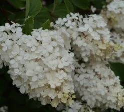 Rispenhortensie `Vanille-Fraise´ Hydrangea Paniculata `Vanille Fraise´ -Obstbaumes Geschaft Vanille fraise Juli