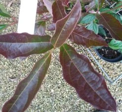 Amerikanischer Schneeball `Brandywine´ Viburnum Nudum `Brandywine´ -Obstbaumes Geschaft Viburnum Brandywine Herbstf rbung