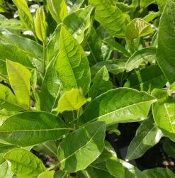 Amerikanischer Schneeball `Brandywine´ Viburnum Nudum `Brandywine´ -Obstbaumes Geschaft Viburnum nudum 2