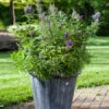 Zwerg-Mönchspfeffer `Blue Puffball´ ® Vitex Agnus-castus -Obstbaumes Geschaft Vitex BluePuffball 6