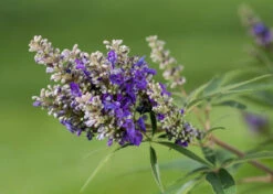 Zwerg-Mönchspfeffer `Blue Puffball´ ® Vitex Agnus-castus -Obstbaumes Geschaft Vitex BluePuffball 7