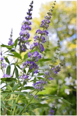 Mönchspfeffer Vitex Agnus Castus -Obstbaumes Geschaft Vitex M nchspfeffer