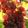 Suffolk Red, Pilzfeste Weinrebe Vitis `Suffolk Red´