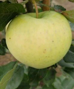 Weißer Klarapfel Malus Domestica -Obstbaumes Geschaft Weisser Klarapfel 1