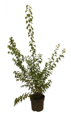Wildaprikose Prunus Armeniaca -Obstbaumes Geschaft Wilde MarilleJ1BclAq2XwZEv
