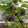 Sibirische Blaubeere / Honigbeere `Wojtek´ Lonicera Kamtschatica `Wojtek´ 2 Sibirische Blaubeere / Honigbeere `Wojtek´ Lonicera Kamtschatica `Wojtek´ -Obstbaumes Geschaft Wojtek sibirische blaubeere