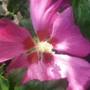 Hibiskus `Woodbridge´ Hibiscus Syriacus `Woodbridge´ -Obstbaumes Geschaft Woodbridge