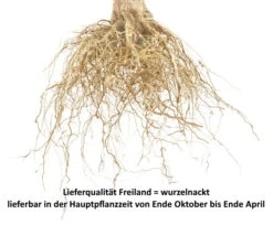 Opal Prunus Domestica -Obstbaumes Geschaft Wurzelnackt Bild f r Shopyh1PYciXRV3IE