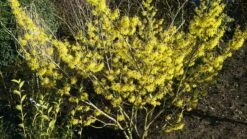Zaubernuss `Arnold Promise´ Hamamelis X Intermedia `Arnold Promise´ -Obstbaumes Geschaft Zaubernuss