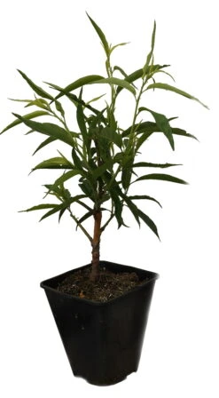 Zierpfirsich `Taoflora ® White´ (mit Essbaren Früchten) Prunus Persica `Taoflora ® White´ 9 Zierpfirsich `Taoflora ® White´ (mit Essbaren Früchten) Prunus Persica `Taoflora ® White´ -Obstbaumes Geschaft Zierpfirisch Taoflora white