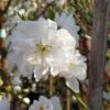 Zierpfirsich `Taoflora ® White´ (mit Essbaren Früchten) Prunus Persica `Taoflora ® White´ -Obstbaumes Geschaft Zierpfirsich weiss