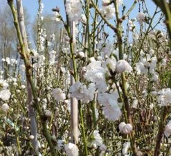 Zierpfirsich `Taoflora ® White´ (mit Essbaren Früchten) Prunus Persica `Taoflora ® White´ 8 Zierpfirsich `Taoflora ® White´ (mit Essbaren Früchten) Prunus Persica `Taoflora ® White´ -Obstbaumes Geschaft Zierpfirsich weiss4