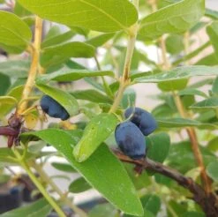 Sibirische Blaubeere / Honigbeere `Zojka Lonicera Kamtschatica `Zojka´ -Obstbaumes Geschaft Zojka sibirische Blaubeere