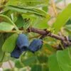 Sibirische Blaubeere / Honigbeere `Zojka Lonicera Kamtschatica `Zojka´ -Obstbaumes Geschaft Zojka sibirische Blaubeere1