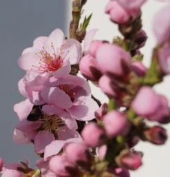 Zwergnektarine `Rubis® Necta ZeeⓈ´ Prunus Nucipersica 9 Zwergnektarine `Rubis® Necta ZeeⓈ´ Prunus Nucipersica -Obstbaumes Geschaft Zwerg nektarine bl te