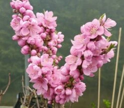 Zwergnektarine `Nectarella´ Prunus Nucipersica -Obstbaumes Geschaft Zwergnektarine Bl te