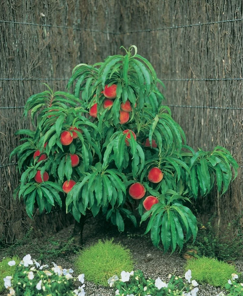 Zwergpfirsich `Amber® Pix ZeeⓈ´ Prunus Persica 4 Zwergpfirsich `Amber® Pix ZeeⓈ´ Prunus Persica – Bild 2