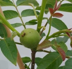 Zwerg-Walnuss Juglans Regia Var. Fertilis -Obstbaumes Geschaft Zwergwalnuss1