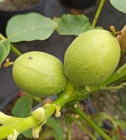Zwerg-Walnuss Juglans Regia Var. Fertilis -Obstbaumes Geschaft Zwergwalnuss3