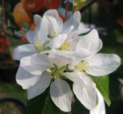 Alkmene Malus Domestica -Obstbaumes Geschaft almene