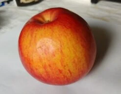 Schöner Aus Nordhausen Malus Domestica `Schöner Aus Nordhausen´ -Obstbaumes Geschaft apFEL