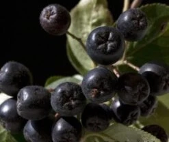 Aronia- Apfelbeere Nero Aronia Prunifolia `Nero´ 9 Aronia- Apfelbeere Nero Aronia Prunifolia `Nero´ -Obstbaumes Geschaft aronia nero 600x600