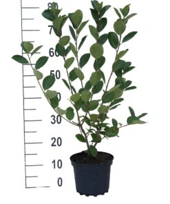 Aronia- Apfelbeere Nero Aronia Prunifolia `Nero´ 8 Aronia- Apfelbeere Nero Aronia Prunifolia `Nero´ -Obstbaumes Geschaft aronia neroiiPvXE42DygxM