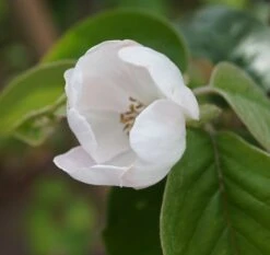 Tafelquitte Ayva® - Süßquitte, Kann Roh Verzehrt Werden Cydonia `Ayva´ 9 Tafelquitte Ayva® - Süßquitte, Kann Roh Verzehrt Werden Cydonia `Ayva´ -Obstbaumes Geschaft ayva bl te