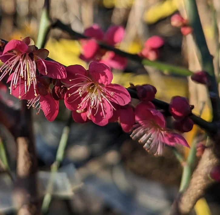 Japanische Zier-Aprikose `Beni-chi-dori´ Prunus Mume `Beni-chi-dori´ 4 Japanische Zier-Aprikose `Beni-chi-dori´ Prunus Mume `Beni-chi-dori´ – Bild 2