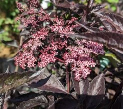 Rotblättriger Holunder `Black Beauty´ Sambucus Nigra `Black Beauty´ -Obstbaumes Geschaft black beauty2