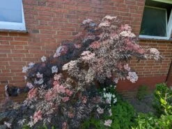 Holunder Black Lace ® Sambucus Nigra `Black Lace´ -Obstbaumes Geschaft black lace6