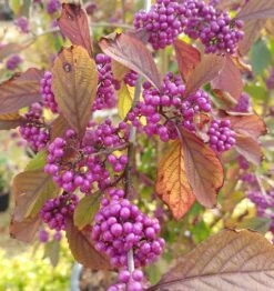 Schönfrucht, Liebesperlenstrauch Callicarpa Bodinieri `Profusion´ -Obstbaumes Geschaft callicarpa