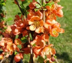 Nordische Zitrone, Zierquitte `Cido´ Chaenomeles Japonica `Cido´ -Obstbaumes Geschaft cido 1